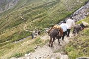 La Sbrinz Route arriva a Riale, coi someggiatori il loro prelibato formaggio