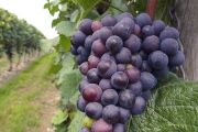 Marano Ticino, torna la "Festa delle Vigne"