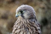 Al Lusentino i segreti della falconeria con diversi rapaci diurni e notturni