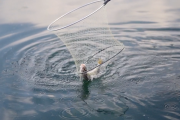 Lago Maggiore, stop al “live sonar”: pesca più equa e rispettosa