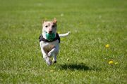 Nel fine settimana la seconda edizione del "Nebbiuno Dog Festival"