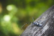 Parco Val Grande, estate di ricerca partecipata con la "citizen science"
