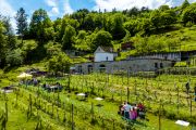 Tra i filari dell'Ossola debutta Vino Vivo, la festa del vino e del territorio