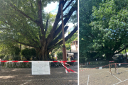Importanti tagli alla chioma per la quercia monumentale di Villa Taranto