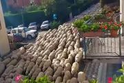 La transumanza delle pecore a Varzo: migliaia di ovini scendono a valle