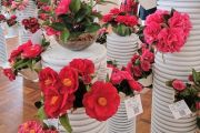 Torna la Mostra della Camelia Invernale: weekend tra fiori, cultura e giardini