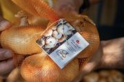Fontaneto d'Agogna, è tempo di Fiera della Cipolla Bionda 