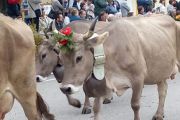 "Transumanza di Nebbiuno", il 19 ottobre appuntamento con l'edizione 2025