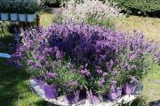 Miasino, a giugno l'edizione 2026 di "Menta e Rosmarino"