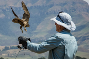 Al Lusentino i segreti della falconeria con diversi rapaci diurni e notturni