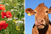 Alpeggiatori e formaggi d’autore: pomeriggio all’Alpe Verda con Slow Food 