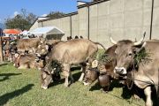 Armeno, il 12 ottobre appuntamento con la Fiera Zootecnica